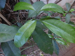Tabernaemontaninae