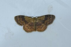 Leptostales rubromarginaria