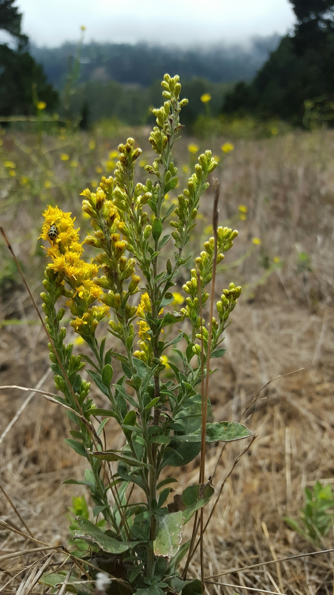 Solidago velutina