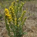 Velvety Goldenrod - Photo (c) Will Freyman, some rights reserved (CC BY-NC), uploaded by Will Freyman