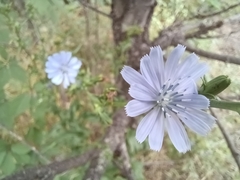Cichorium intybus