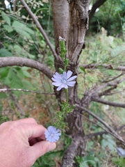 Cichorium intybus