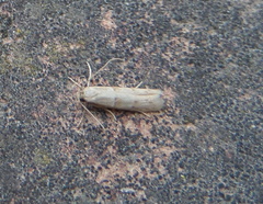 Symmocoides oxybiella