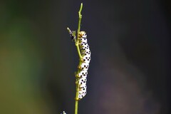 Cucullia scrophulariae