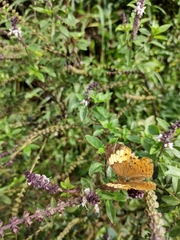 Cupha erymanthis maja