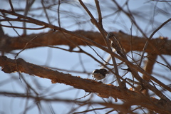 Ploceus sakalava