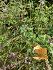 Cupha erymanthis maja