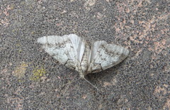 Tephronia lhommaria