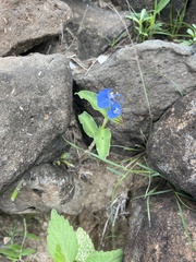 Commelina cyanea