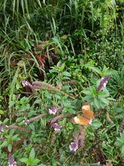 Cupha erymanthis maja