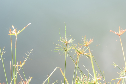 Cyperus prolifer image