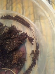 Armadillidium vulgare