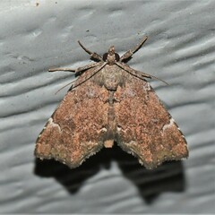 Cutina aluticolor