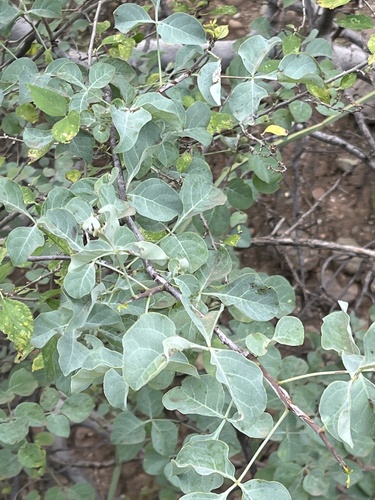 Commiphora campestris image