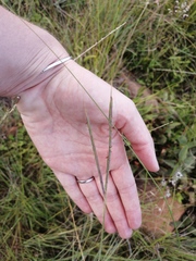 Diheteropogon amplectens