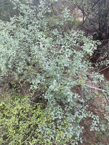 Commiphora campestris Engl. 2