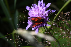Zygaena osterodensis