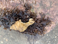 Neptunea decemcostata