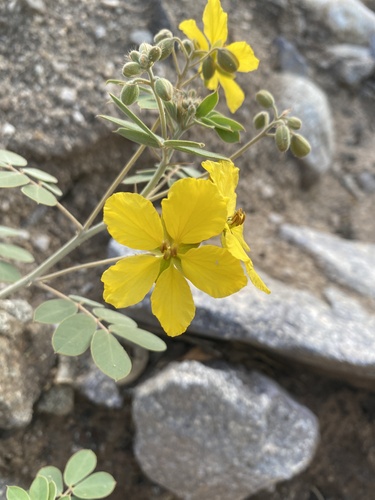 Coues' senna