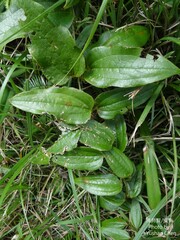 Smilax nipponica