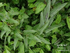 Smilax nipponica
