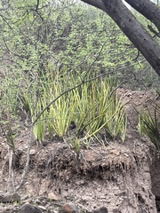 Sansevieria cylindrica