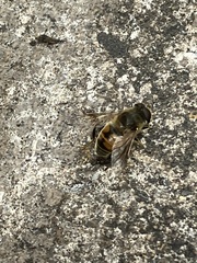 Eristalis tenax