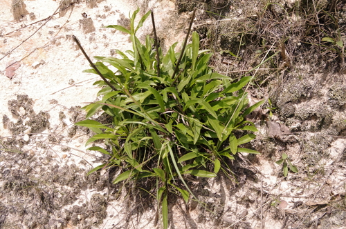Image of Helianthus longifolius by (c) Eric Knight, some rights reserved (CC BY)