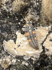 Coccinella septempunctata
