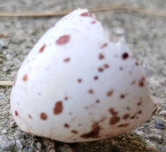 Caprimulgiformes