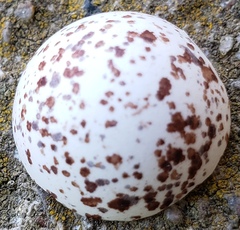 Caprimulgiformes