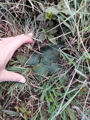 Ledebouria ovatifolia