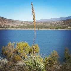 Dasylirion cedrosanum