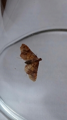 Endotricha flammealis