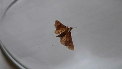 Endotricha flammealis