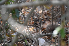 Mesitornis variegatus