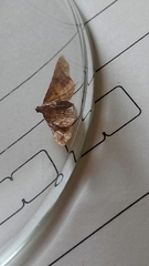 Endotricha flammealis