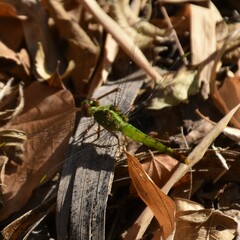 Viridithemis viridula