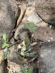 Cissus quadrangularis