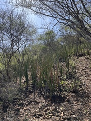 Sansevieria cylindrica