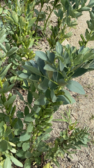 Vicia faba
