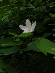 Bauhinia acuminata