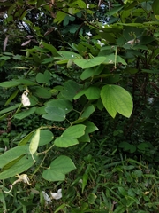 Bauhinia acuminata