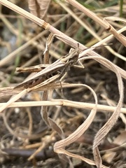Chorthippus brunneus