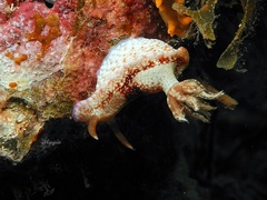 Hypselodoris reidi