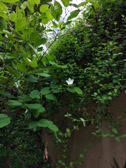 Bauhinia acuminata