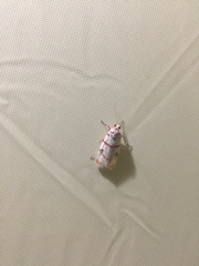 Cyana perornata