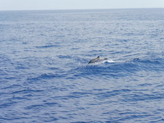 Stenella coeruleoalba