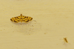 Glycythyma chrysorycta