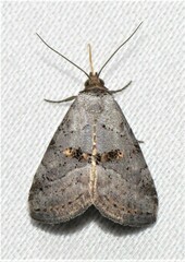 Hyperstrotia flaviguttata